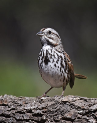 Song Sparrow
