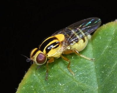 Grass Fly, subfamily Chloropinae