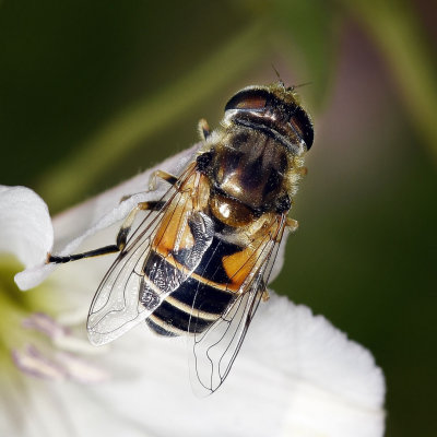 Drone Fly, Eristalis arbustorum, female