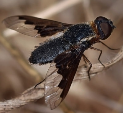 Bee Fly, Hemipenthes sp