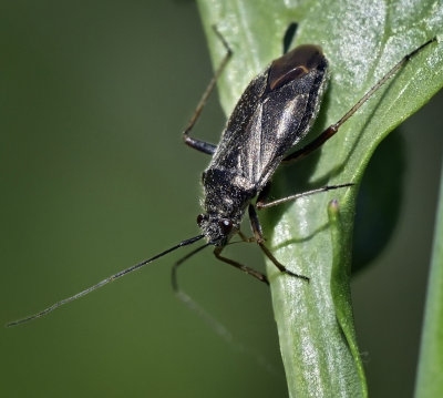 Miridae: Plant Bugs