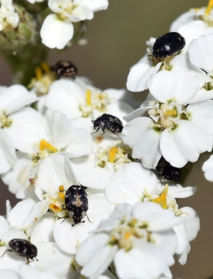 Carpet Beetles