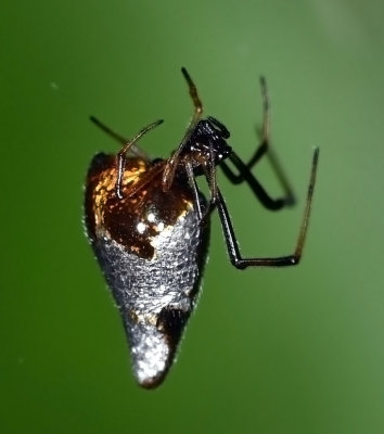 Dewdrop Spider, Argyrodes elevatus