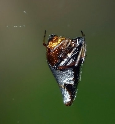 Dewdrop Spider, female