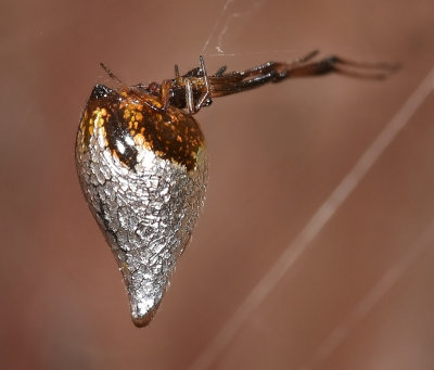 Dewdrop Spider, female