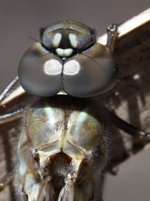 California Darner, teneral male