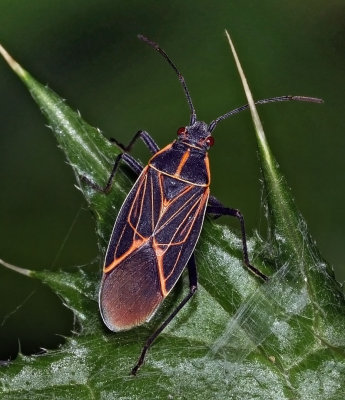 Rhopalidae: Scentless Plant Bugs