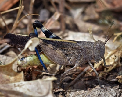 Band-winged Grasshopper, Arphia sp