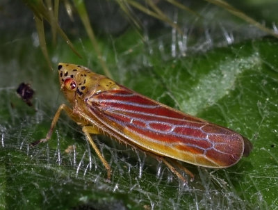 Leafhopper, Pagaronia triunata