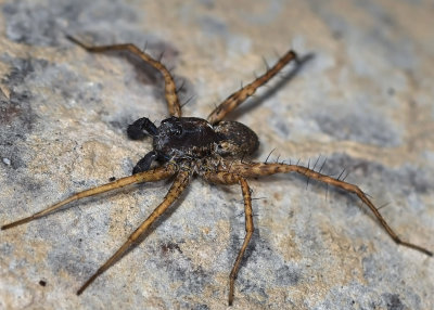 Thin-legged Wolf Spider, Pardosa sp, male