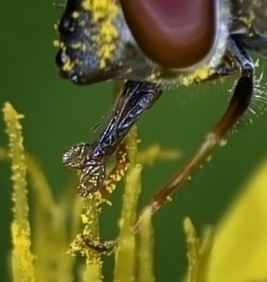 Syrphid Fly, proboscis