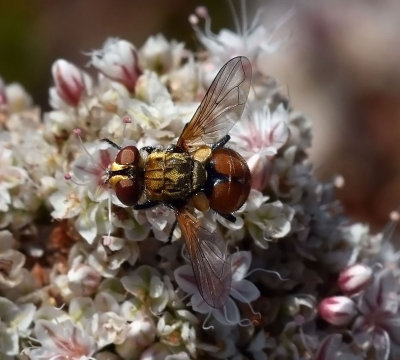Tachina Fly, Gymnoclytia sp