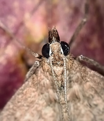 Crambid Snout Moth, Mecyna mustelinalis