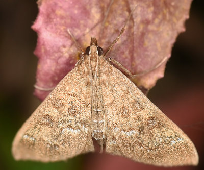 Crambid Snout Moth, Mecyna mustelinalis