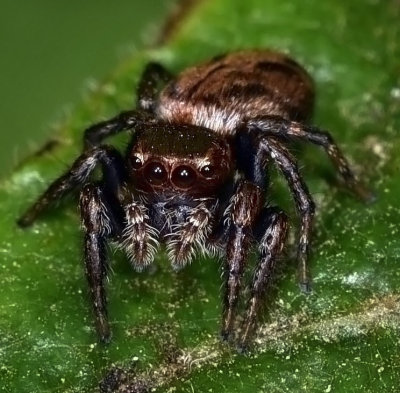 Jumping Spider, Evarcha proszynskii