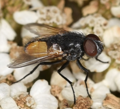Face Fly, male