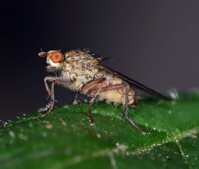 Dung Fly, sp