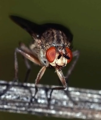 Dung Fly, sp
