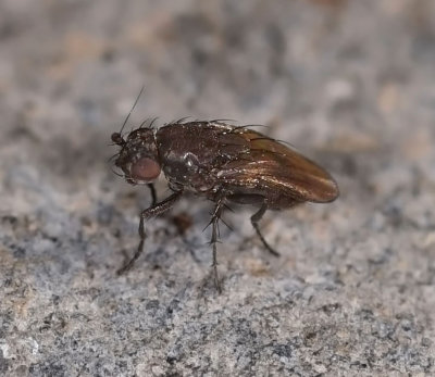 Lesser Dung Fly, Rachispoda sp