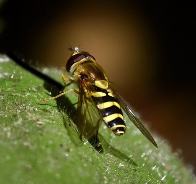 Syrphid Fly, Syrphus opinator, female