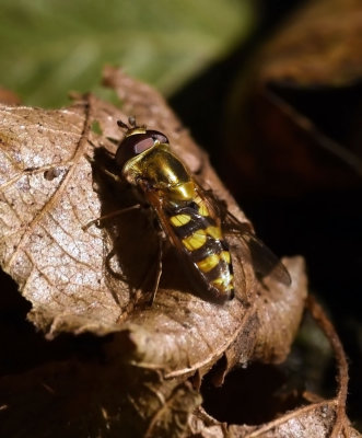 Syrphid Fly, Eupeodes fumipennis, male