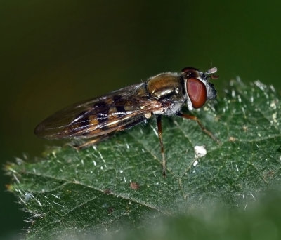 Syrphid Fly, cf Platycheirus, female