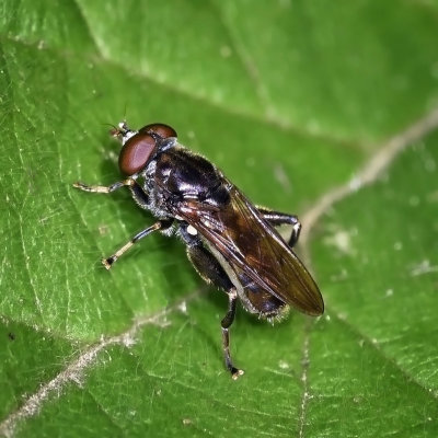 Syrphid Fly, Chalcosyrphus nemorum, male