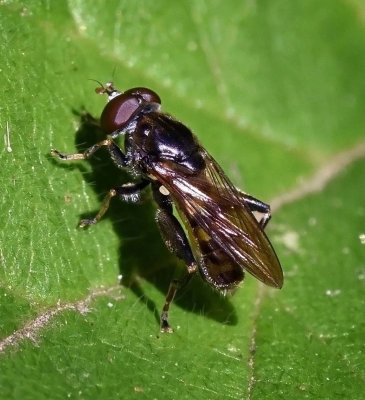 Syrphid Fly, Chalcosyrphus nemorum, male