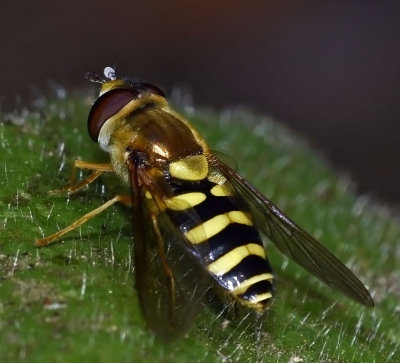 Syrphid Fly, Syrphus opinator, female