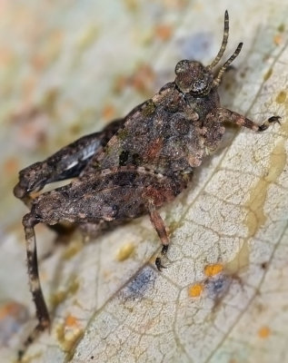 Grasshopper nymph