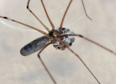 Longbodied Cellar Spider, female w/egg sac