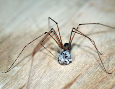 Longbodied Cellar Spider, female