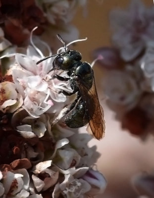 Small Carpenter Bee, Ceratina sp.