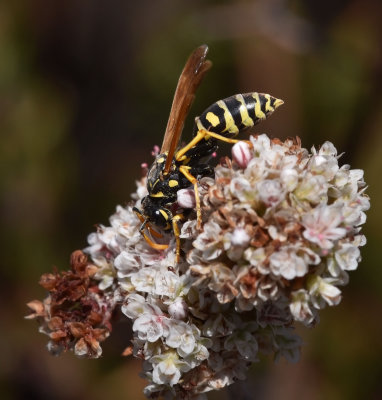 European Paper Wasp, Polistes dominula