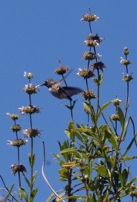Calliope Hummingbird