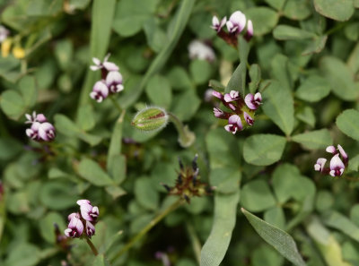 Whitetipped Clover, Trifolium variegatum