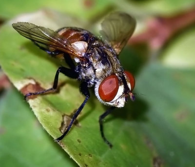 Tachinidae: Tachina Flies