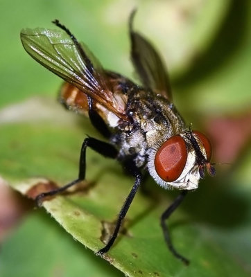 Tachina Fly, Gymnoclytia occidentalis