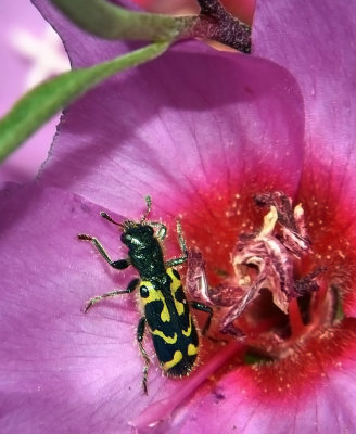 Ornate Checkered Beetle in Winecup Clarkia