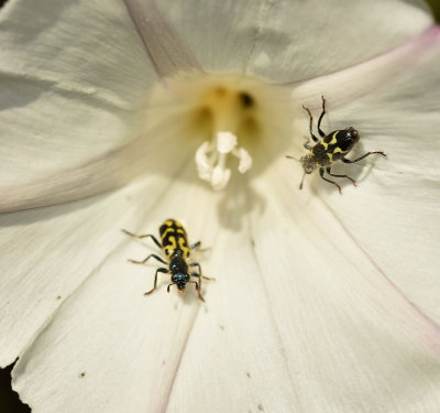 Ornate Checkered Beetles in Wild Morning Glory