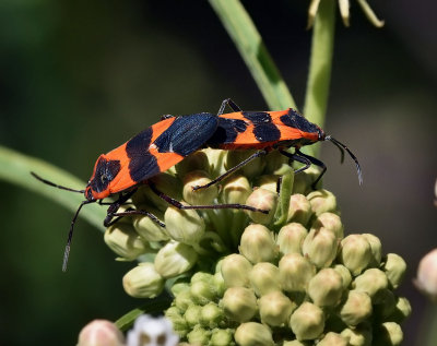 Milkweed Bugs in copula