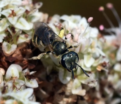 Furrow Bee, Halictus tripartitus