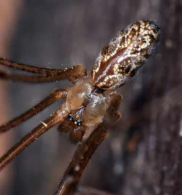 Cellar Spider, female