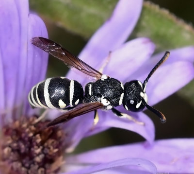Potter Wasp, cf Stenodynerus