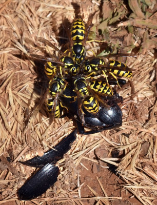 Yellowjackets on beetle carcass