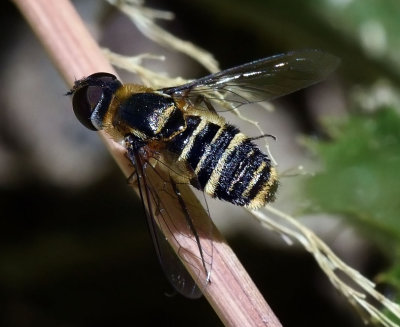 Bee Fly, Villa cf lateralis