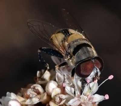 Syrphid Fly, Palpada alhambra, male