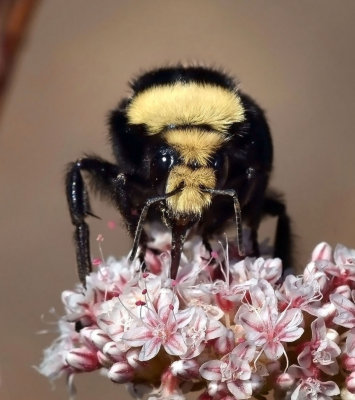 Yellow-faced Bumble Bee, female