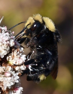 Yellow-faced Bumble Bee, Bombus vosnesenskii 
