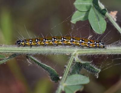 Genista Broom Moth, caterpillar
